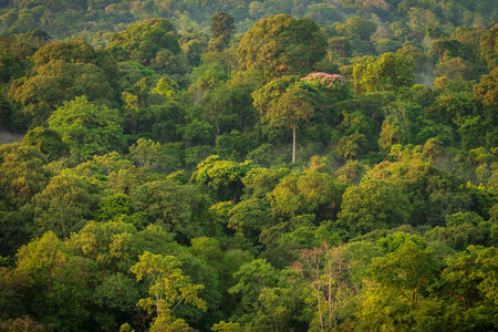 Tropical forest at Doi Inthanon National Park, Thailand