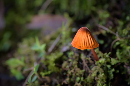 Mushroom in the rainforest, close-up, shallow depth of field