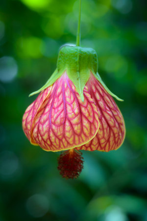 Close up of a red flower with blurred green background in the backgroundの写真素材