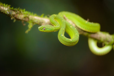 Green pit viper on a branch in the rainforest of Costa Rica