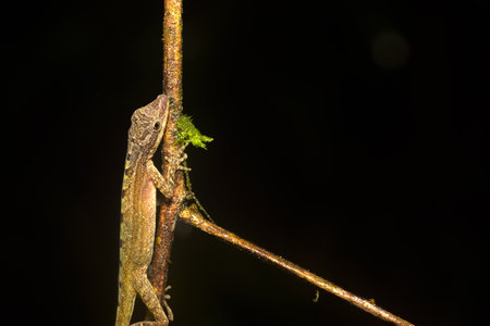 Chameleon on a branch at night in the rainforest.