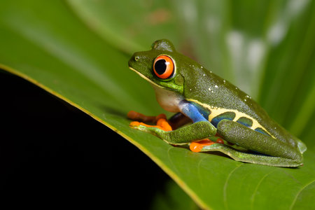 Red-eyed Tree Frog (Agalychnis callidryas)