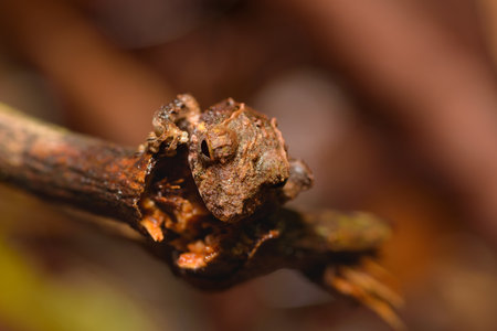 Close-up of a tree branch in autumn. Selective focusの写真素材