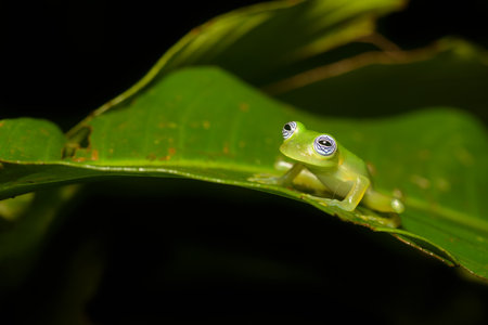 Red-eyed Tree Frog (Hyla arborea)の写真素材