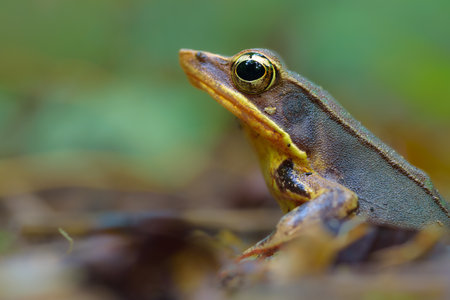 Frog sitting on the ground in the forest. Macro photography.の写真素材