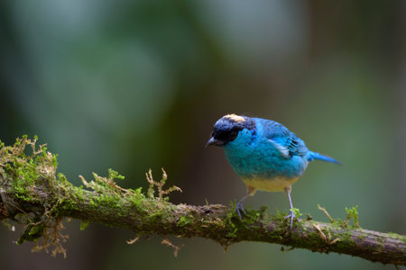 Colorful bird on a branch in the rainforest of Costa Ricaの写真素材