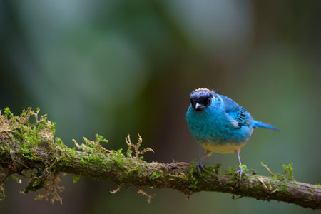 Colorful bird in nature, male of Himalayan Bluetail (Himalayan Bluetail)の写真素材
