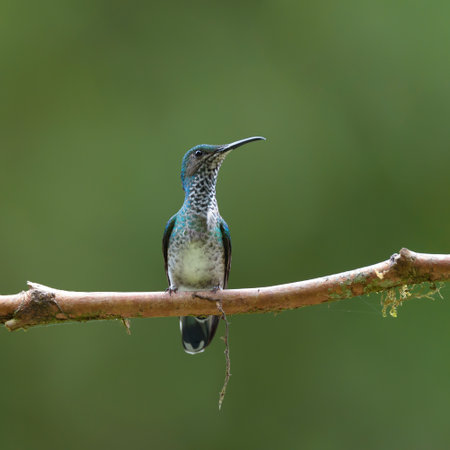 Female Ruby-throated Hummingbird (Calypte colubris) perching on a branchの写真素材