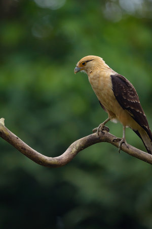 Red-tailed kite (Rufous-tailed kite)