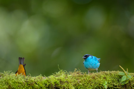 Colorful bird in nature, male of White-breasted Starling (Luscinia leucomystax) and femaleの写真素材