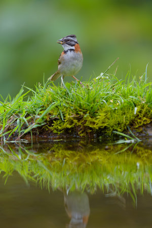 Chaffinch (Locustella naevia) in natureの写真素材