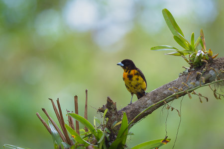 Bird (Black-crested Oriole, Oriolus oriolus) in nature