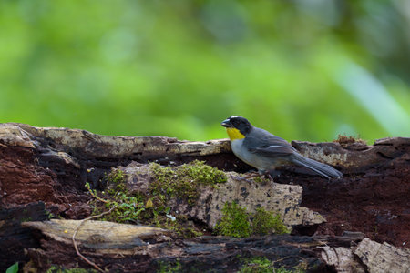 Black-crested Bulbul  Pycnonotus goiavier  in Thai forest
