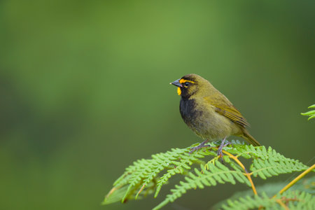 Black-crested Bulbul (Pycnonotus goiavier)