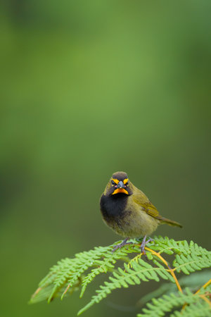 Bird (Black-crested Bulbul, Pycnonotus goiavier)