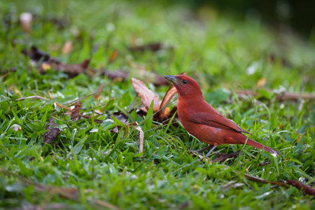 Red-throated tanager (Luscinia rufescens)