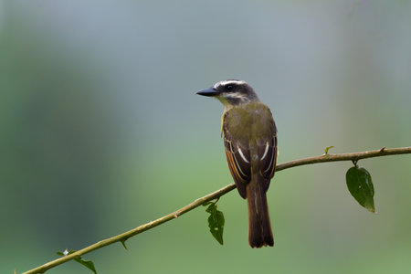 Greater Kiskadee, Pycnonotus major, single bird on branch, Brazil