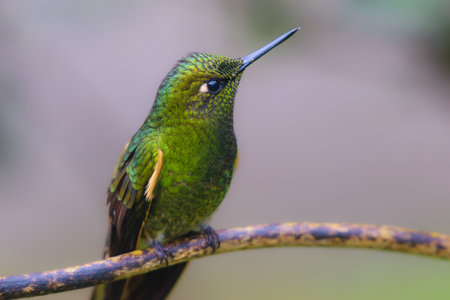 Hummingbird (Trochilidae) in Ecuador, South Americaの写真素材