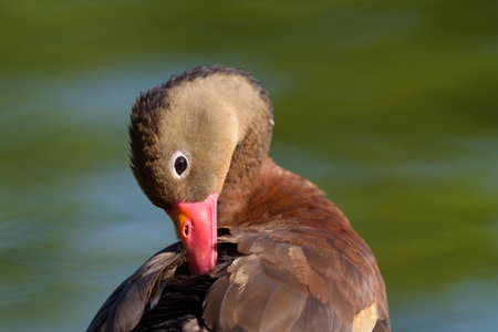 A close up of a Red-billed Whistling Duckの写真素材