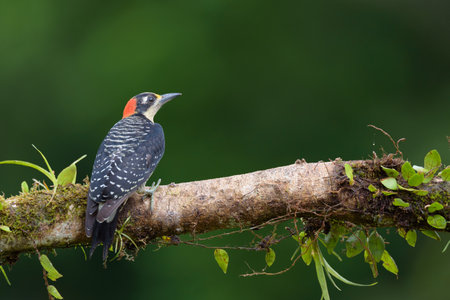 Male Black Woodpecker (Dryocopus martius) perching on a branch in Costa Ricaの写真素材