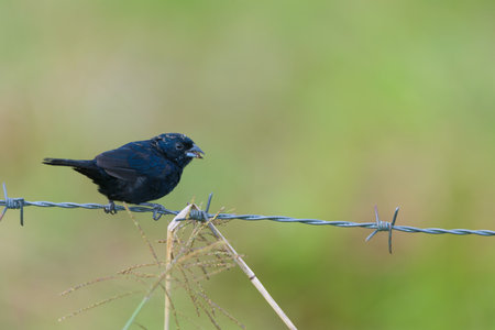 Black bird perched on a barbed wire fence with a green backgroundの写真素材