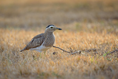 Black-crowned Thick-knee (Ardea cinerea)