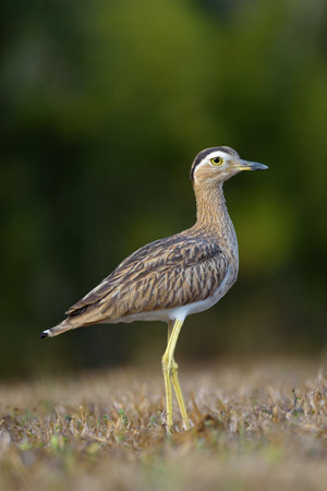 Burhinus ellipsiprymnus, single bird on grass, Brazil