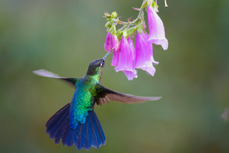 Ruby-throated Hummingbird (archilochus colubris) in flight with a flower in the backgroundの写真素材
