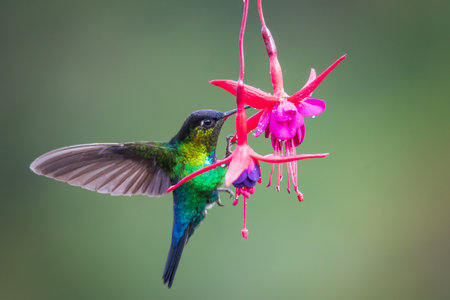 Ruby-throated Hummingbird (Amazilia rufescens) feeding on pink flower, Colombia, South Americaの写真素材