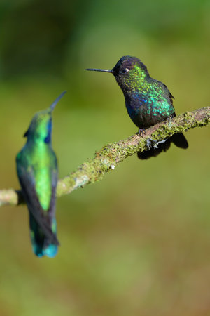 Male and female Ruby-throated Hummingbird (Calypte anna) in Ecuador, South Americaの写真素材