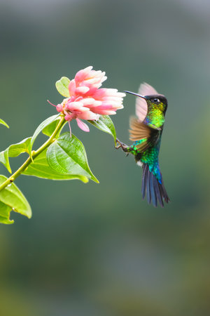 A male Ruby-throated Hummingbird feeding on a pink flowerの写真素材