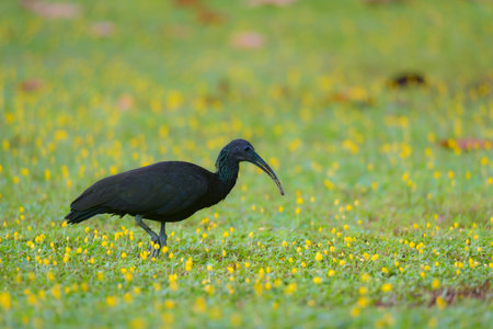 Glossy Ibis, Plegadis falcinellus, single bird on grass, Brazilの写真素材