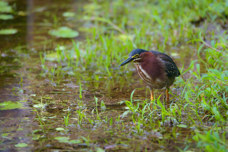 Green heron (Ardeola garrulus) in the water