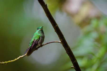 Beautiful hummingbird sitting on a branch in the forest, Ecuadorの写真素材