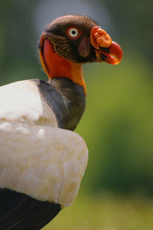 King vulture (Sarcoramphus papilio)の写真素材