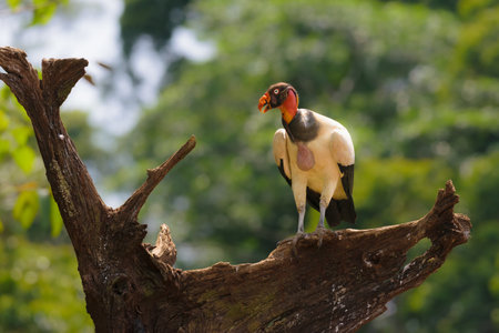King Vulture (Sarcoramphus papa) in Thailandの写真素材