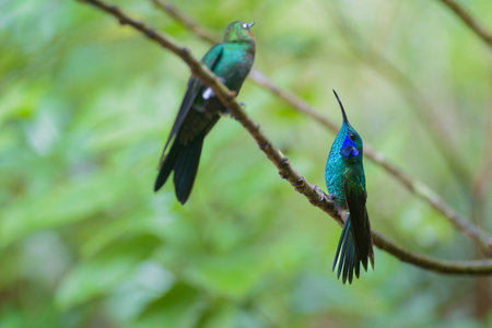 Colibri hummingbird in Ecuadorian Andes, South Americaの写真素材