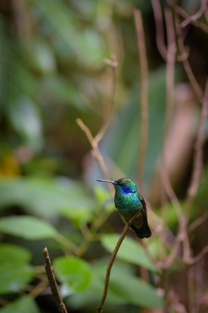 Blue-throated hummingbird in Ecuadorian Andes mountains, South Americaの写真素材