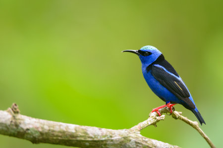 Blue-vented Sunbird (Nymphalidae) perching on a branchの写真素材