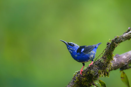 Male of Blue-bellied Sunbird (Lamprotornis javanicus) in natureの写真素材