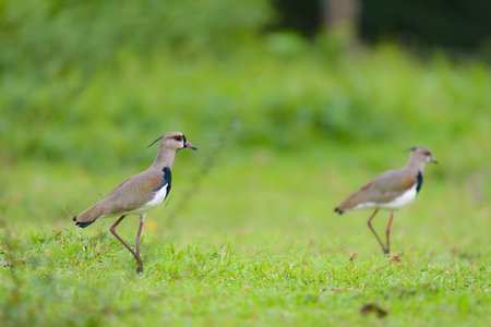 Red-wattled Lapwing (Vanellus vanellus)の写真素材