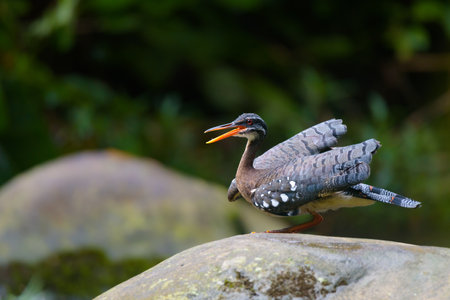 Black-necked night heron standing on a rock in the rainforestの写真素材