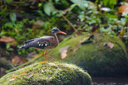 Black-necked Jacana (Rallus ridibundus) in the natureの写真素材