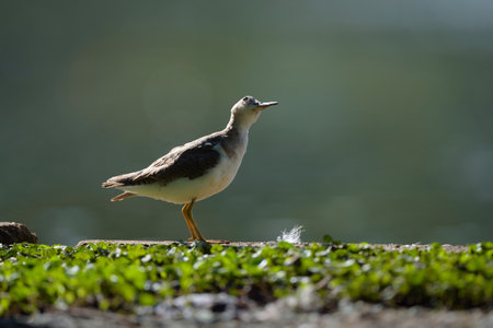 Pied Sandpiper (Tringa nebularia)の写真素材