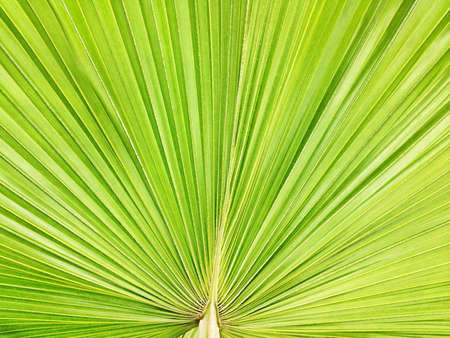 Shot of palm leaf giving a fan effect の素材