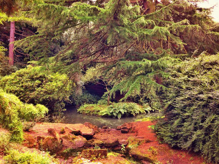 Forest shot of trees and streamの素材