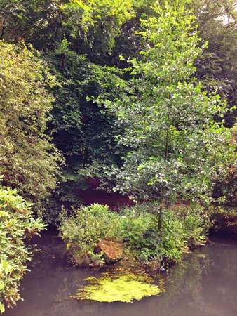 Water stream flowing past a small island with a lone tree in dense woodlandの素材