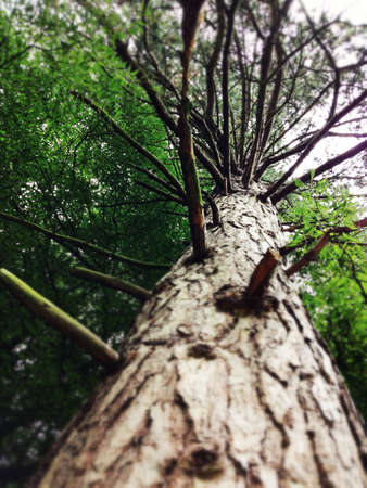 Tall tree with broken branches. Upward shot with great depthの素材