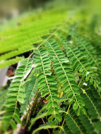 Macro shot of leaves of exotic plantsの素材