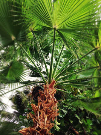Under canopy view of palm tree and leavesの素材